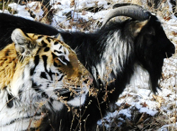 Бывший пресс-секретарь сафари парка в Приморье рассказала, что дружба тигра и козла была придумана