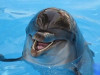 Челябинцев приглашают на шоу дельфинов и морских котиков