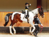 20 мая чемпионат по конному спорту – конкур, вольтижировка, манежная езда
