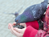 Кормить птиц с рук - небезопасно