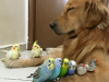 В Челябинской области детей будут лечить собаками