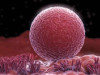 Ученые вырастили человеческие яйцеклетки, готовые к оплодотворению