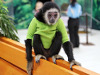 В Челябинске открывается контактная выставка с обезьянами