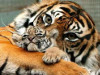 Челябинский зоопарк приглашает гостей на празднование международного дня тигра