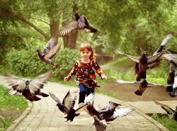 Родители будьте осторожны! В Челябинской области выявили больных инфекцией голубей