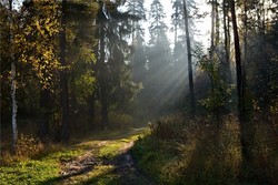 Неприятности на опушке